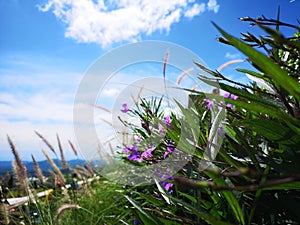 Vaso a púrpura flor 